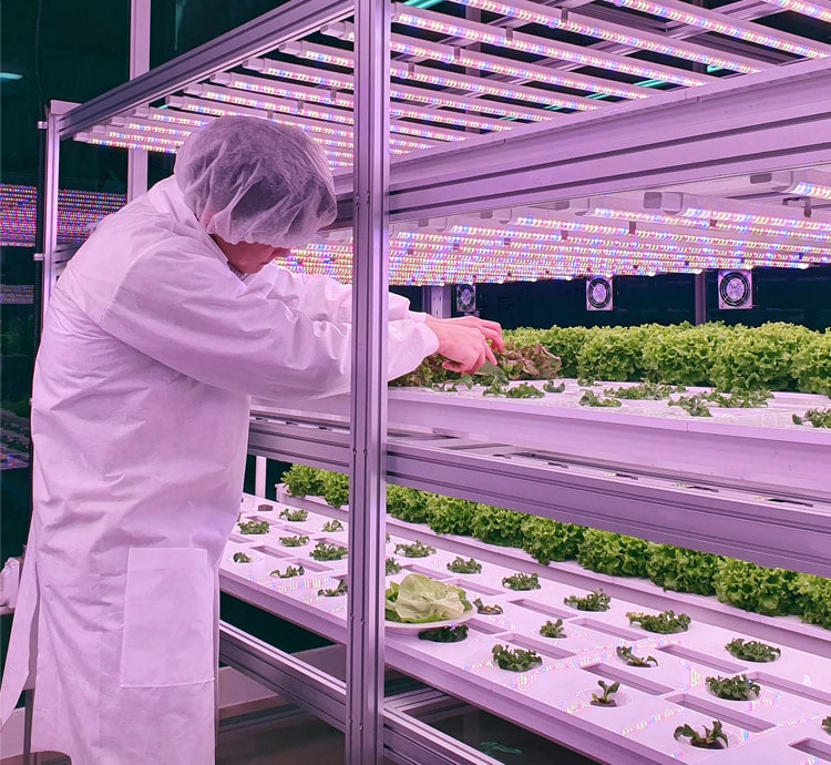 Vertical Farm Racking